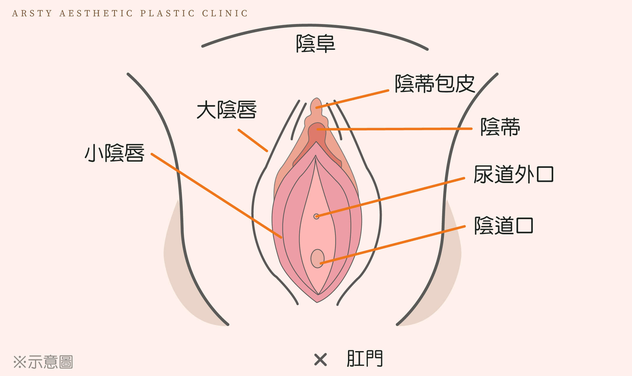 私密處結構示意圖