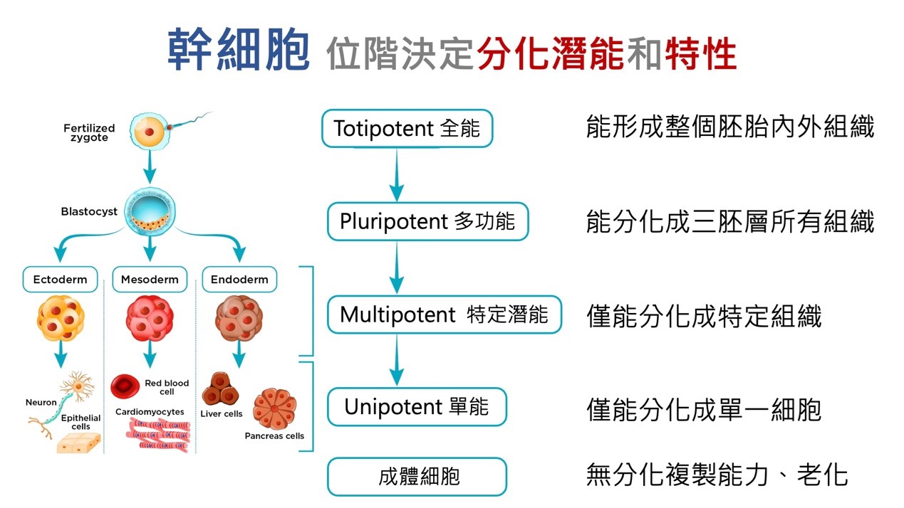 ipsc 幹細胞位階 璞美陳心瑜醫師