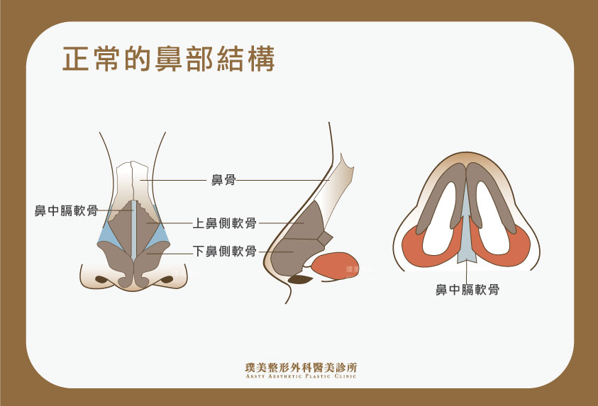 璞美 正常的鼻部結構