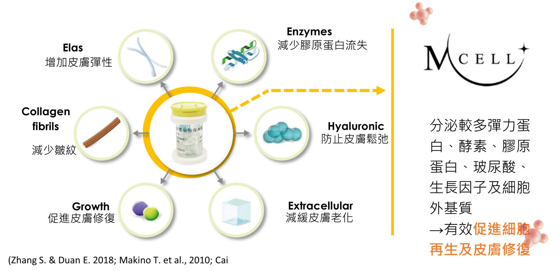 自體纖維母細胞 高效能聚合型纖維母細胞2